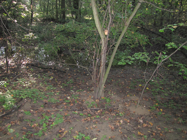 Kotvice18 (4)
